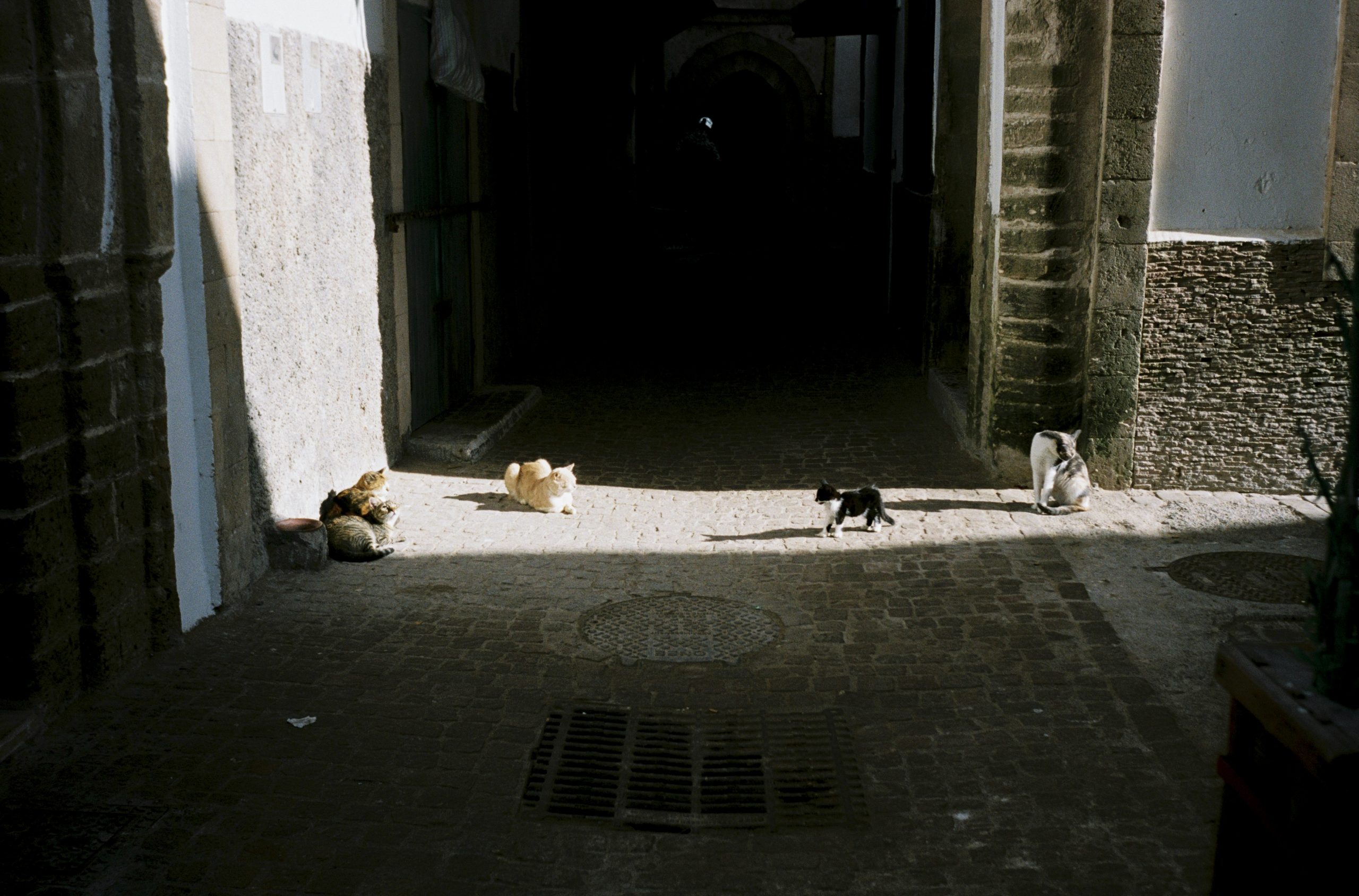 Fotografia de gats prenent el sol a Essaouira, Marroc, capturada per Júlia Olivé Studio, artista multidisciplinar especialitzada en fotografia, disseny i il·lustració.