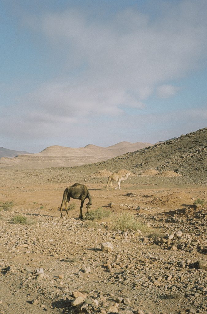 Fotografia del viatge a Agadir, Marroc, capturada per Júlia Olivé Studio, artista multidisciplinar especialitzada en fotografia, disseny i il·lustració.